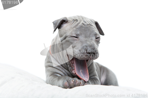 Image of Thai ridgeback puppy isolated on white