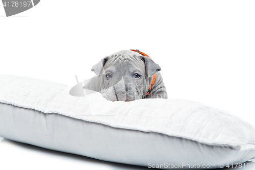 Image of Thai ridgeback puppy isolated on white