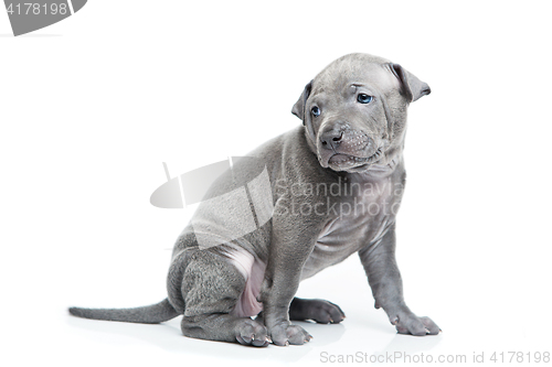 Image of Thai ridgeback puppy isolated on white