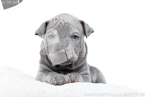 Image of Thai ridgeback puppy isolated on white