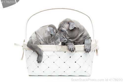 Image of Two thai ridgeback puppies in basket isolated on white