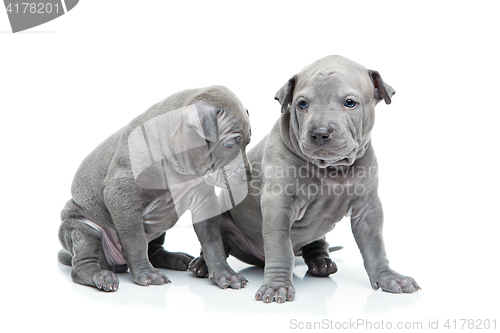 Image of Two thai ridgeback puppies isolated on white