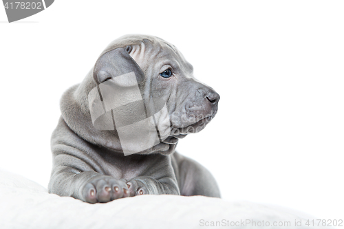 Image of Thai ridgeback puppy isolated on white