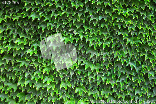 Image of green leaves texture