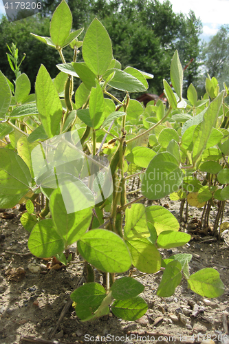Image of green soja plant