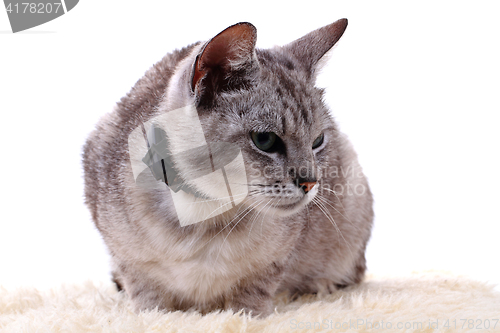 Image of gray cat isolated