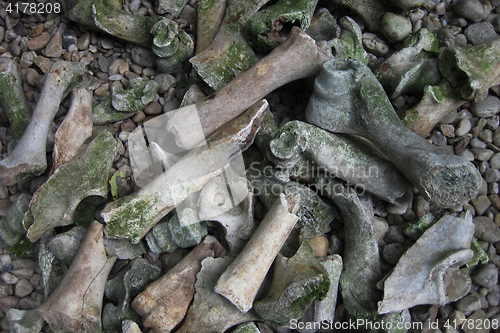 Image of old bones in the wild nature