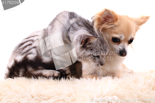 Image of cat and chihuahua are resting