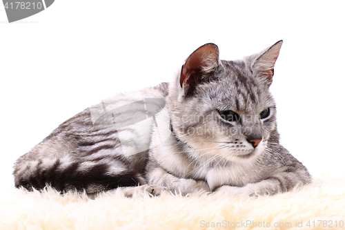 Image of gray cat isolated