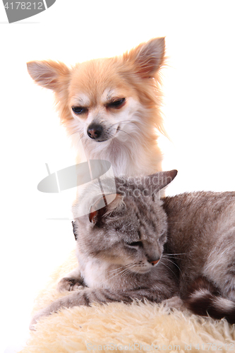 Image of cat and chihuahua are resting