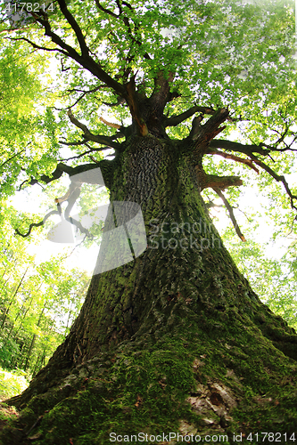 Image of old oak tree