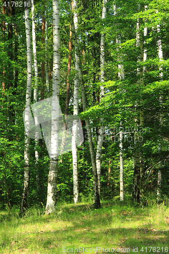 Image of green birch forest