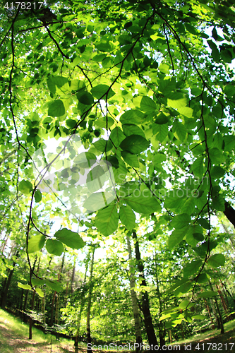 Image of green forest background