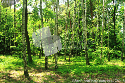 Image of green forest background