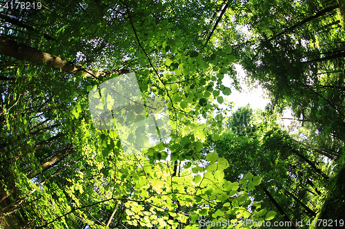 Image of green forest background