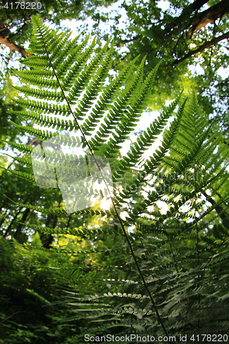 Image of green forest background