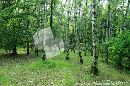 Image of green birch forest