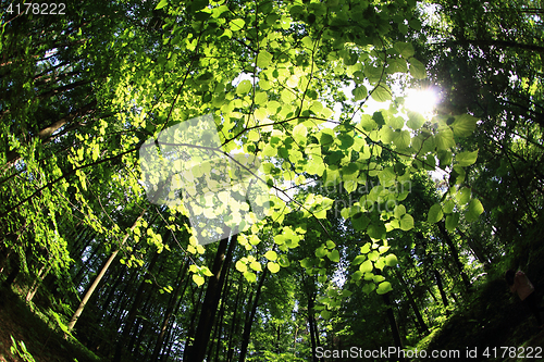 Image of green forest background