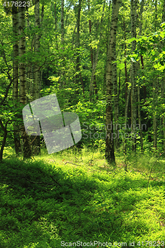 Image of green forest background