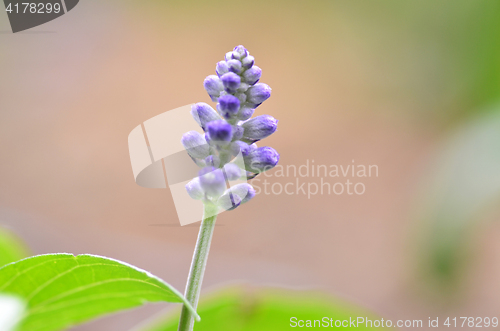 Image of Blooming blue bugleweeds Ajuga