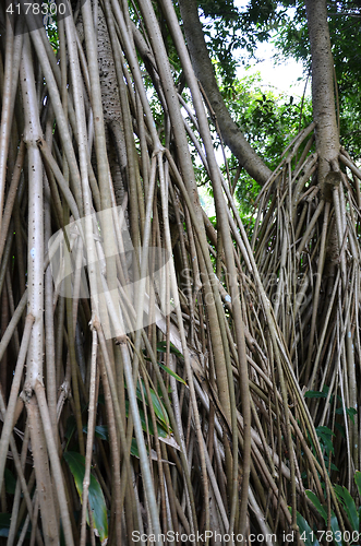 Image of Seychelles stilt palm