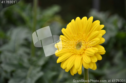 Image of Gerbera flower in a garden