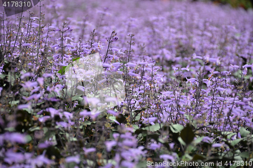 Image of Plectranthus Mona Lavender flowers