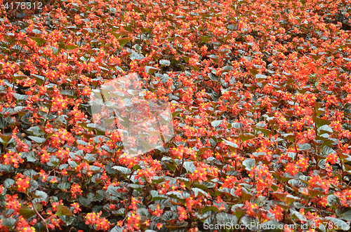 Image of Flowers begonia. Begonia is a flower of extraordinary beauty