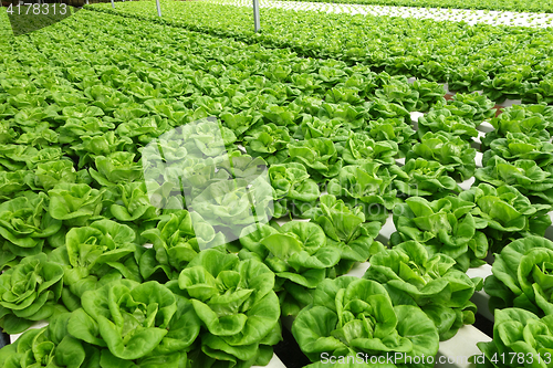 Image of Commercial greenhouse soilless cultivation of vegetables