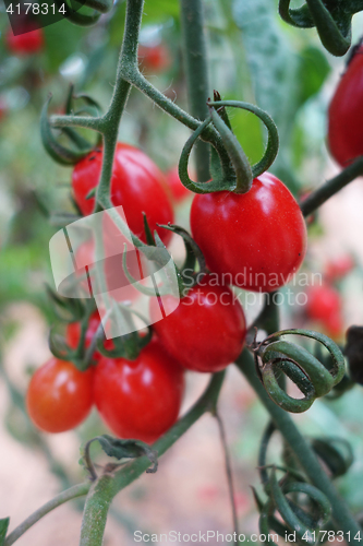 Image of Cherry tomatoes grow in the garden