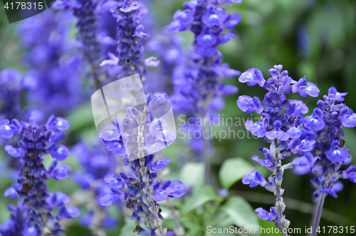 Image of Blooming blue bugleweeds Ajuga