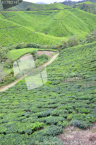 Image of Tea plantation located in Cameron Highlands