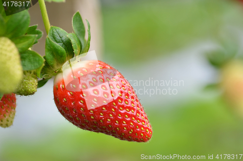 Image of Fresh strawberries that are grown in greenhouses