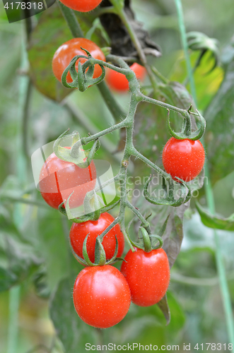 Image of Fresh red tomatoes