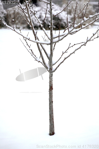 Image of Winter snow.