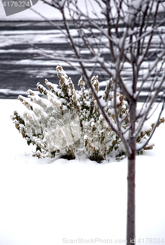 Image of Winter snow.