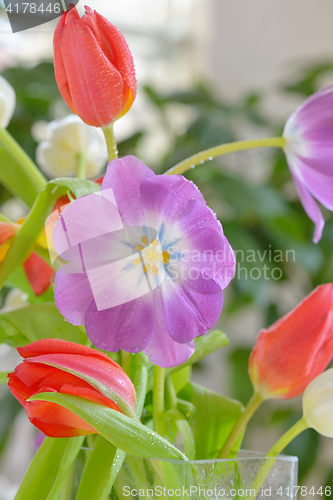 Image of Open tulip  in spring time