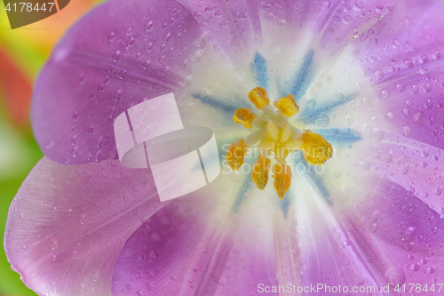 Image of Open tulip with dew drops