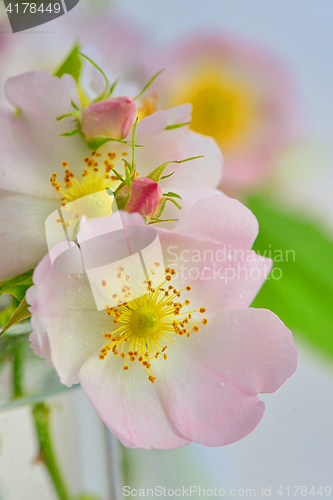 Image of Close-up of a dog rose, Rosa canina