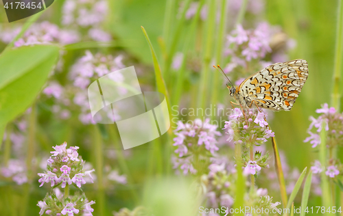 Image of Monarch butterfly feeding