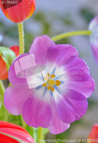 Image of tulips with dew drops