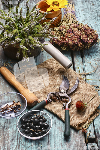 Image of Medicinal herbs and plants