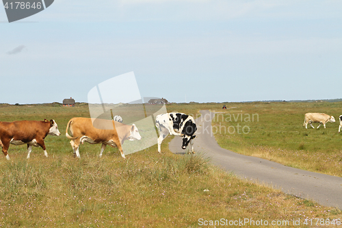 Image of Cows in a Danish landscapes in the summer