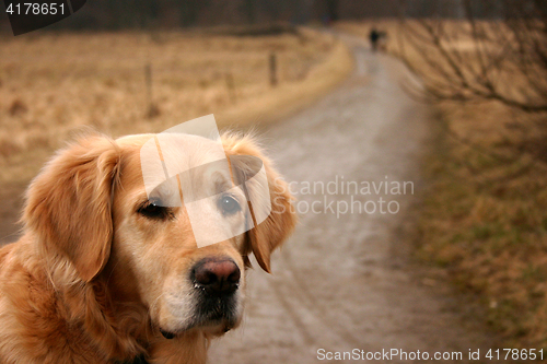 Image of dog golden retriever