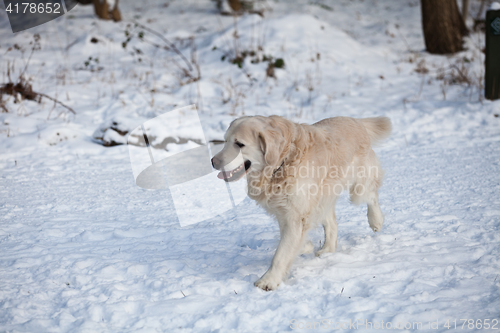 Image of Dog in the snow