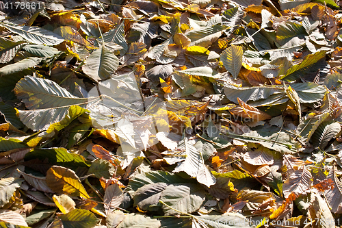 Image of fall yellow leaves cover