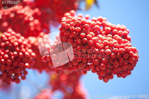 Image of bunch of ashberries 