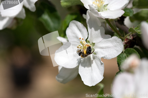 Image of small bee