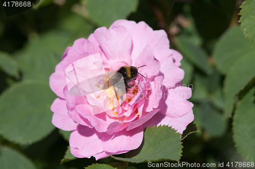 Image of bee on rose