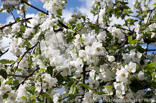Image of apple trees blossom